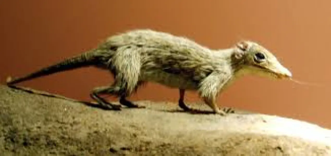 <p>Ricostruzione del Morganucodonte Megazostrodon esposta presso Natural History Museum, London.</p>