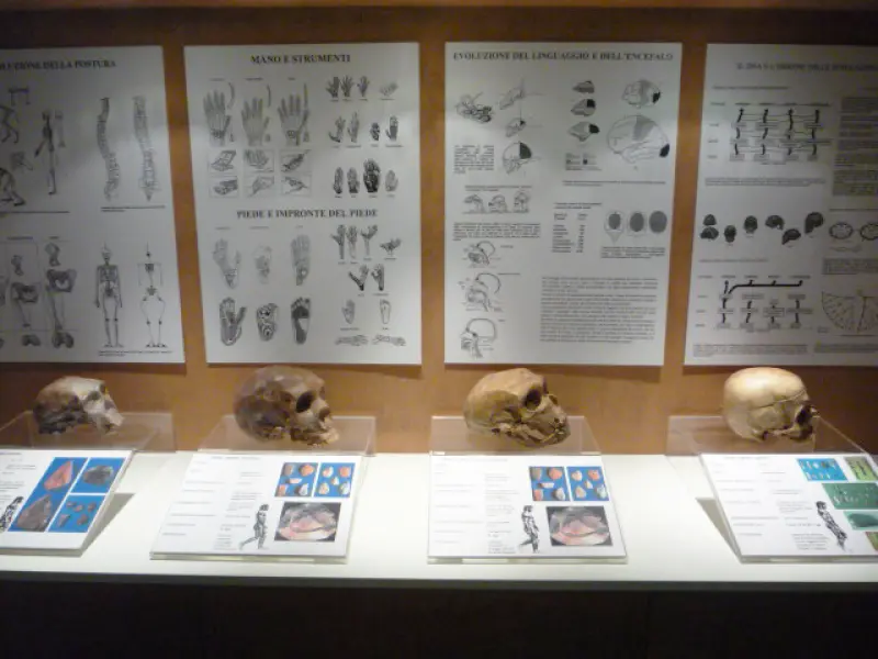 <p>L'evoluzione dell'uomo attraverso i crani fossili.</p>