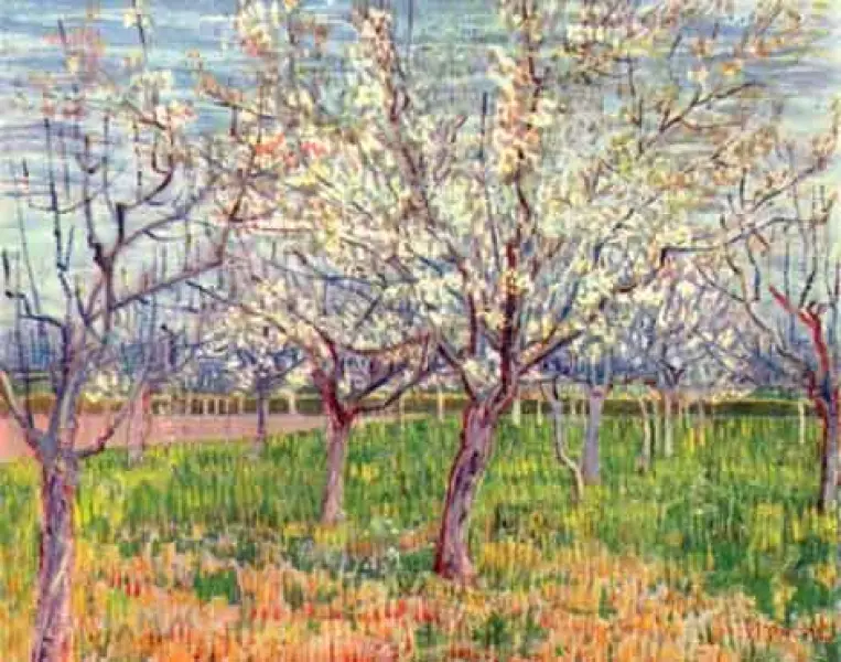 <p>incent Van Gogh. Albicocchi in fiore. 1888. Olio su tela. 65,5X80,5 cm. Amsterdam, Van Gogh Museum</p>