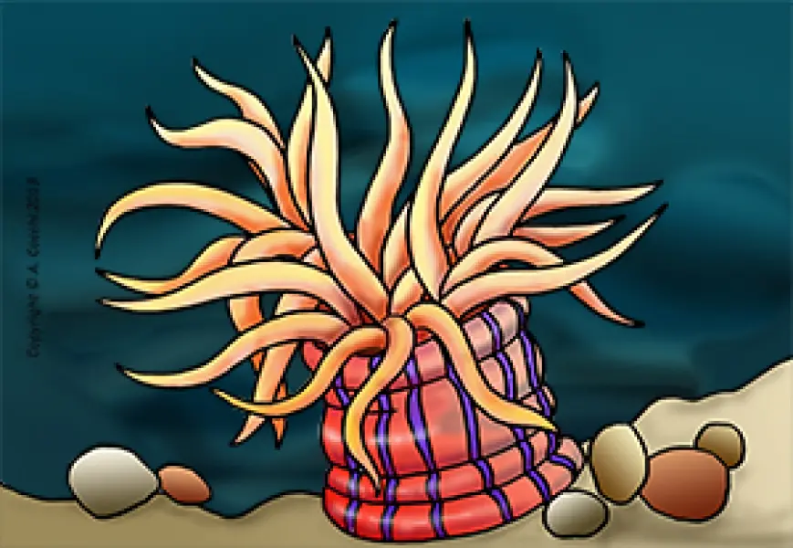 <p>A. Cocchi. Anemone di mare. Clip art a colori tratto da originale a pennarello.</p>