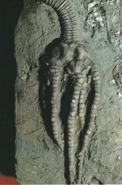 <p>Esempio di Encrinus, un Crinoide diffuso nel Triassico medio. Fonte: Enciclopedia Universo.<br />Istituto Geografoco De Agostini, Novara 1971</p>