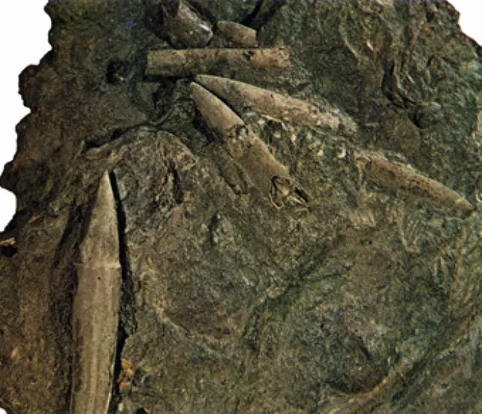 <p>Rostri fossili di Belemniti. Fonte:  V. De Zanche, P. Mietto. Il mondo dei fossili. Arnoldo Mondadori Editore, Milano, 1977</p>