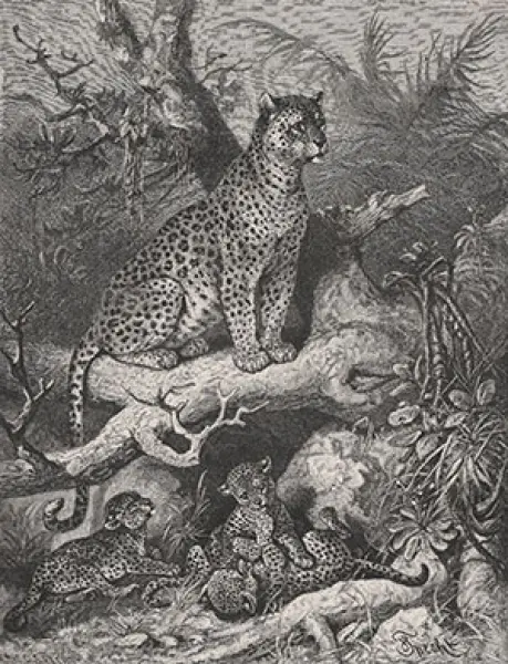 <p>F. Specht. Il Leopardo (Felis leopardus) Litografia. In: C. Vogt. La StoriaNaturale illustrata. Edoardo Sonzogno Editore. Milano 1884<br />
Poster realizzato da Geometrie fluide</p>
