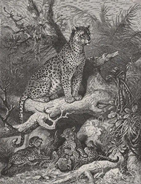 <p>F. Specht. Il Leopardo (Felis leopardus) Litografia. In: C. Vogt. La StoriaNaturale illustrata. Edoardo Sonzogno Editore. Milano 1884<br />
Poster realizzato da Geometrie fluide</p>
